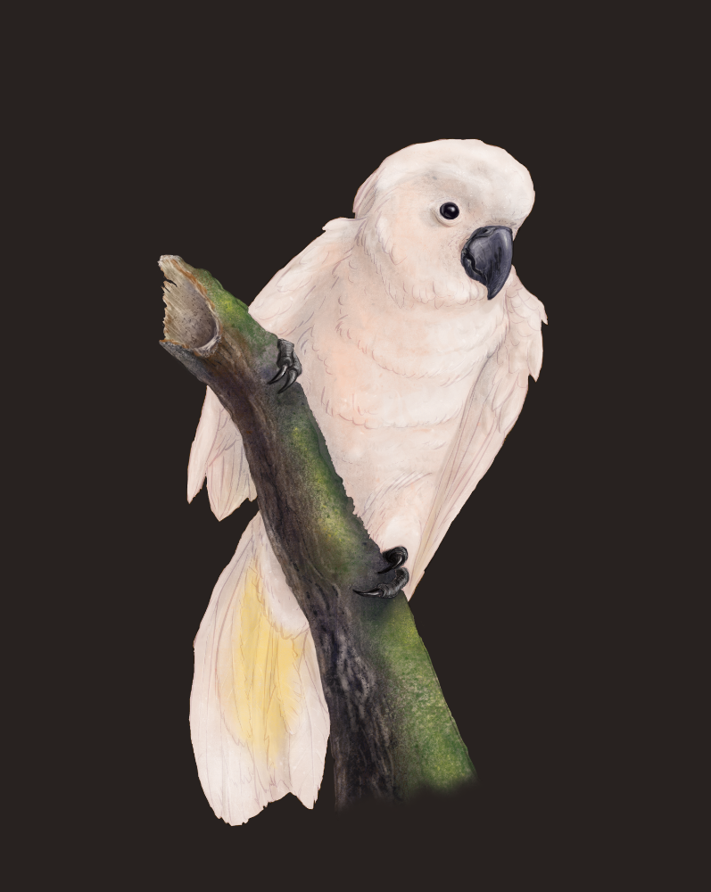 Salmon-crested cockatoo. Digital. Affinity Photo.